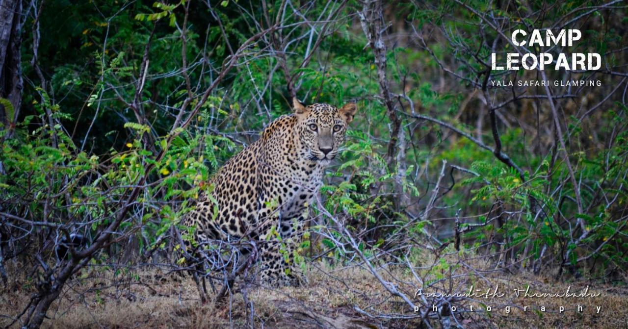 מלון Camp Leopard - Yala Safari Glamping מראה חיצוני תמונה
