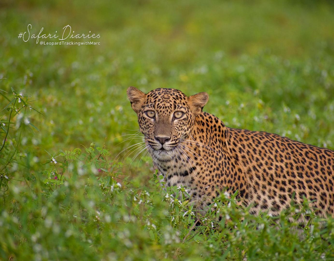 מלון Camp Leopard - Yala Safari Glamping מראה חיצוני תמונה