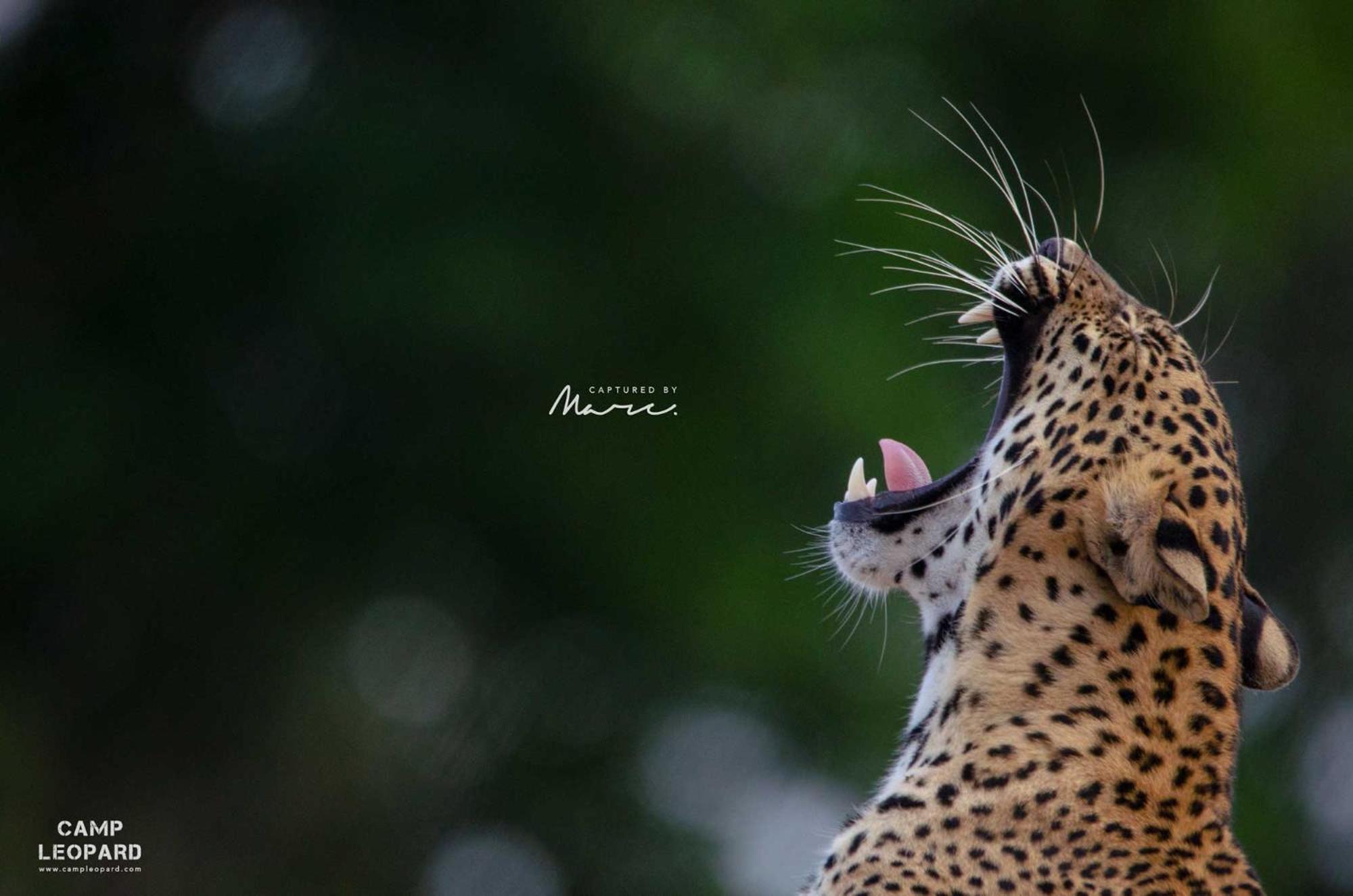 מלון Camp Leopard - Yala Safari Glamping מראה חיצוני תמונה